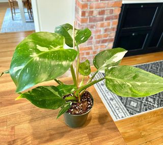 Brought home two of my wishlist plants today 🪴😍 #houseplants #philodendron #syngonium 

P.S. @theplantdealer_ia is open to the public until 3pm today - don’t miss out!