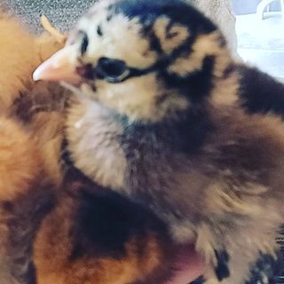 Mountain Farm Life update: What a week of ups and downs. 

It is with heavy hearts that we share that we had to say goodbye to our sweet 12.5 year old husky this week. Her spirit is running free now with her sister and Papa. 

Chick check: After all was said and done we have a current total of 19 chicks in the brooder. 🤞🏻 We have plans for an amazing coop to be built soon too! #chickenfarmhousecomingsoon 

Stay tuned for ducks and silkies. We are so excited! And discussions are underway for a chicken tractor mod too! 🙃  #lawnmowerscomingsoon 

Finally, some more exciting news...with all the fun and shenanigans we get into up here with the farm and the gardening and the homeschooling and so on...we are working on creating a separate page JUST for that stuff so you can follow along on all the fun. Names are being brainstormed, so if you've got ideas, send them our way!😘