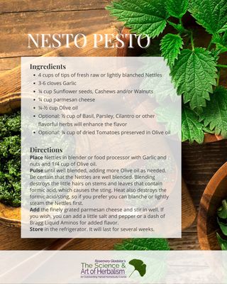 Nesto Pesto...a delicious “food as medicine” recipe! There are over 250 recipes hand-crafted by Rosemary in her course, The Science & Art of Herbalism. And, even better, students of the course learn how to formulate their own recipes!

The Science & Art of Herbalism is on sale now for a limited time. Learn more and sign up at the link in our bio @rosemarygladstar

P.S. The course makes an incredible Mother's day gift for the women in your life!

🌿 𝗡𝗲𝘀𝘁𝗼 𝗣𝗲𝘀𝘁𝗼 🌿
Keep a jar of Nesto Pesto in the refrigerator and serve it on just about everything; crackers, bread, salads, pasta, omelets, you name it!

𝗜𝗻𝗴𝗿𝗲𝗱𝗶𝗲𝗻𝘁𝘀
4 cups of tips of fresh raw Nettles (You can also quickly blanche the Nettles, but I prefer to make Nesto with raw Nettles. Just be careful when making it so as not to get stung).
Garlic (3-6 cloves, more or less)
¼ cup Sunflower seeds, Cashews and/or Walnuts
¼ cup parmesan cheese
¼-½ cup Olive oil
Optional: ½ cup of Basil, Parsley, Cilantro or other flavorful herbs will enhance the flavor
Optional: ¼ cup of dried Tomatoes preserved in Olive oil

𝗜𝗻𝘀𝘁𝗿𝘂𝗰𝘁𝗶𝗼𝗻𝘀
🌿 Place Nettles in blender or food processor with Garlic and nuts and 1/4 cup of Olive oil. 
🌿 Pulse until well blended, adding more Olive oil as needed. Be certain that the Nettles are well blended. Blending destroys the little hairs on stems and leaves that contain formic acid, which causes the sting. Heat also destroys the formic acid/sting, so if you prefer you can blanche or lightly steam the Nettles first.
🌿 Add the finely grated parmesan cheese and stir in well. If you wish, you can add a little salt and pepper or a dash of Bragg Liquid Aminos for added flavor.
🌿 Stored in the refrigerator, it will last for several weeks.

#nestopesto #foodasmedicine #herbs #herbalism #herbalist #herbschool #herbrecipes #rosemarygladstar #scienceandartofherbalism https://scienceandartofherbalism.com/product/the-classic-printed-plus-online-course/