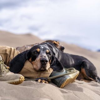 This is what the dog days of summer are all about. #forsake 

📸: @adventuresofatticusandscout