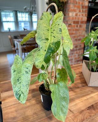 This philo paraiso verde is my 100th houseplant 🪴🤓

Seriously tho, is there anything better than bringing home a box of new, fresh, bright plants from one of your favorite local plant shops? I think not - especially when it’s a @renovationjungle haul 😍 

🪴📸: philo florida green, philo paraiso verde, lemon button fern

 #desmoines #houseplants