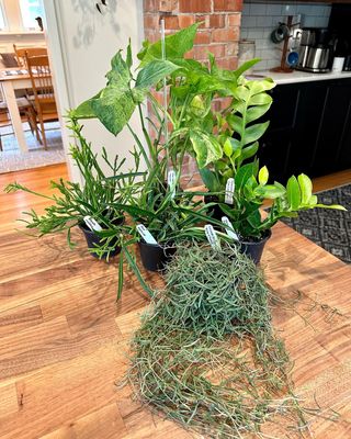 I got a big box today from @stevesleavesinc 😍🪴 All arrived intact and are ready for quarantine. 

🪴📸:
Syngonium podophyllum “mottled”
Rhipsalis ewaldiana 
Selenicereus chrysocardium 
Hoya densifolia
Hoya sherperdii
Ceropegia linearis 

#houseplants #plantmail #plants