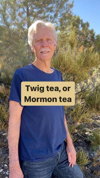 importance and benefits of ephedra species from North America in herbal medicine. 
See the article link below for more information.

Ephedra nevadensis, and perhaps a few other species have been called Mormon, tea, twig, tea, or joint fir.
It is the common inhabitant of many deserts in the western United States.
Asian and European species of ephedra can contain the stimulant alkaloids, ephedrine and pseudoephedrine.
In north America, a federal species don’t contain these alkaloids, or at a very low level. However, they do have many beneficial, phenolic compounds, other alkaloids, and numerous other active compounds.

Here is a link to a short article about the health benefits of North American species commonly called Mormon Tea.

https://www.dropbox.com/t/nfb88mNdtm6UNdA2

Sign up for my newsletter, and receive notices of upcoming webinars and classes.

You can sign up on my website for more herbal and fungal-based practice and research and notices of upcoming webinars and live classes.
www.christopherhobbs.common
 
Upcoming webinars include “Being Well in the Age of Anxiety,” “What’s Bugging You? An exploration of new research on the new research and understanding of the important functions and health benefits of our microbiome, and how to keep it balanced and diverse for optimum health.
 
Check my new book, Medicinal Mushrooms, the Essential Guide.

The genus Ephedra is a group of gymnosperm plants that belong to the family Ephedraceae. These plants are commonly known as jointfirs or horsetails due to their unique appearance, characterized by the segmented and jointed stems that resemble the structure of horsetails. Ephedra species are distributed across various regions, with a significant presence in arid and semi-arid environments. While many Ephedra species are found in Asia and other parts of the world, North America is also home to several species of this genus.