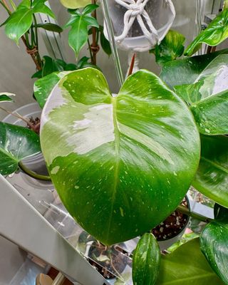 Just some new freshly unfurled leaves showing up in the Milsbo today 🍃😍 

🪴📸: 
1. Philodendron white princess
2. Philodendron plowmanii
3. Philodendron florida green 
4. Syngonium albo

#dsmplants #houseplants #milsbogreenhouse #philodendronlover #variegatedplants