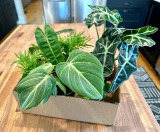 Walked down to @renovationjungle this afternoon and brought back a little box full of happiness 🪴

🪴📸: 
#alocasiaamazonica 
#chamaedoreaelegans x2, #coffeeplant 
#philodendrongloriosum 
#philodendronbillietiae