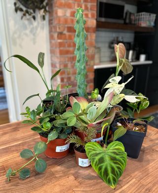Forgot to post my haul from the @midwesttropicalshow at @tedsgardens yesterday!! I scored 12 total; instagram only lets me post 10, so here are the highlights🪴😍 

#dsmplants #dsmplantshopping #houseplants #tropicalplants