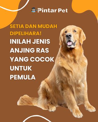 Masih ragu untuk memelihara anjing ras di rumah? Berikut PetPi rangkum pilihan jenis anjing ras terbaik yang mudah dipelihara oleh pemula sekalipun, lho 🐶❤️ 

Jalajahi dunia hewan yang unik dan beragam hanya di:
👉@pintarpet
👉@pintarpet
👉@pintarpet
.
.
.
.
.
.
#faktahewan #hewan #duniahewan #animal #indonesia #binatangpeliharaan #pet #tipsanjing #tipshewanpeliharaan #satwalucu #hewanunik #binatanglucu #hewanpeliharaan #PintarPet #pecintaanjing #anjing #satwaliar #faktaanjing #HappyDog #PetCareTips