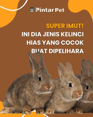 Selain kucing dan anjing, ada berbagai jenis kelinci hias yang cocok dipelihara di rumah. Adapula jenis kelinci pedaging yang cocok untuk budidaya, lho! 🐰

Jelajahi dunia hewan yang unik dan beragam hanya di:
👉@pintarpet
👉@pintarpet
👉@pintarpet
.
.
.
.
.
.
#faktahewan #hewan #duniahewan #animal #indonesia #binatangpeliharaan #pet #tipskelinci #tipshewanpeliharaan #satwalucu #hewanunik #binatanglucu #hewanpeliharaan #PintarPet #pecintakeliunci #kelinci #satwaliar #faktakelincibetina #faktakelinci #FemalePets #PintarPet #LongHairrabbitCare #GroomingTips #PintarPet #RabbitCare