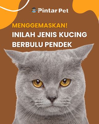 Tidak hanya menggemaskan, kucing bulu pendek juga sangat ramah terhadap pemiliknya, lho. Kira-kira apa saja ya jenisnya? Simak daftar lengkapnya berikut ini🐱

Jelajahi dunia hewan yang unik dan beragam hanya di:
👉@pintarpet
👉@pintarpet
👉@pintarpet
.
.
.
.
.
.
#faktahewan #hewan #duniahewan #animal #indonesia
#binatangpeliharaan #pet #tipskucing
#tipshewanpeliharaan #satwalucu #hewanunik
#binatanglucu #hewanpeliharaan #pecintakucing
#kucing #satwaliar #faktakucingbetina #faktakucing
#BreedingSeason #FemalePets #PintarPet